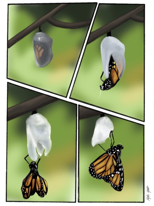 Metamorphosis